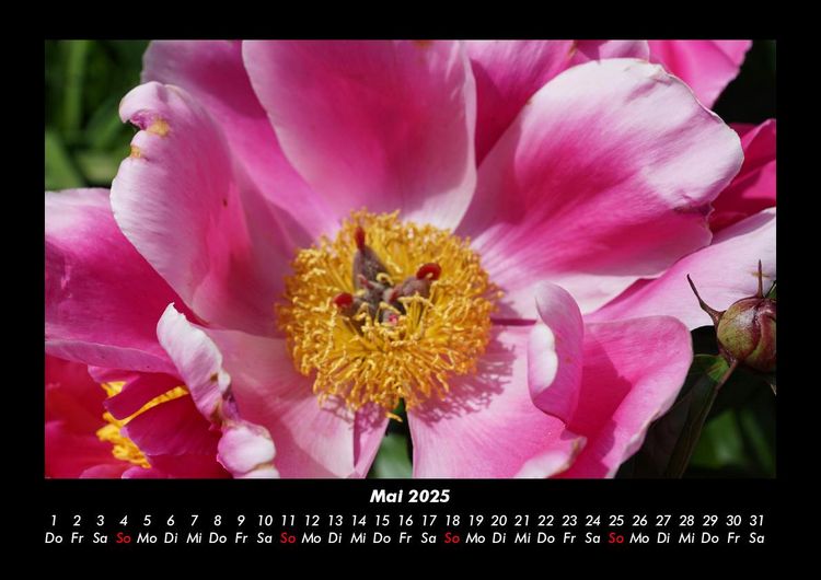 Produktbild: Rosen-Kalender 2025 Fotokalender DIN A3