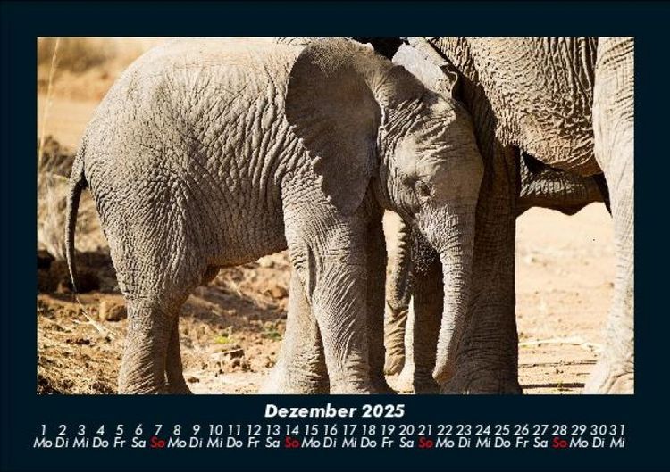 Produktbild: Elefanten Kalender 2025 Fotokalender DIN A5
