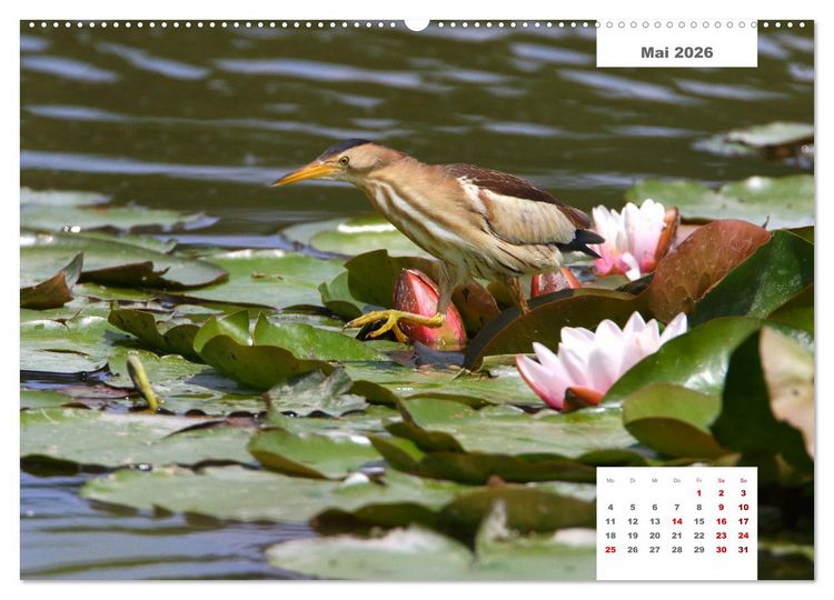 Produktbild: Zwei Tierfotografen Zw&ouml;lf Highlights (Wandkalender 2026 DIN A2 quer), CALVENDO Monatskalender