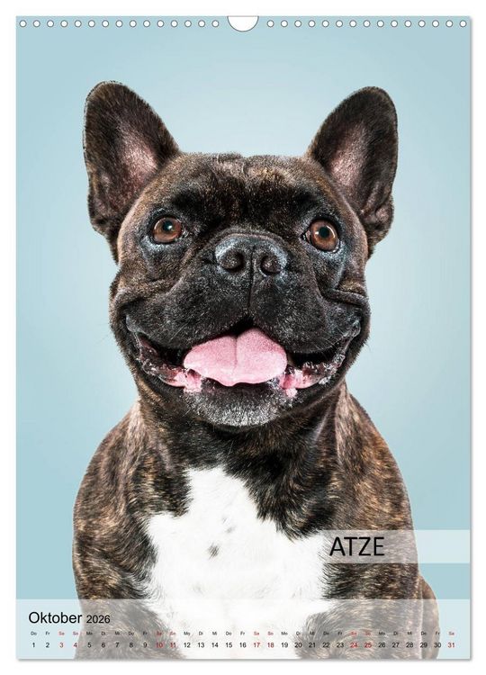 Produktbild: Hundekalender - Hunderassen im Portrait (Wandkalender 2026 DIN A3 hoch), CALVENDO Monatskalender