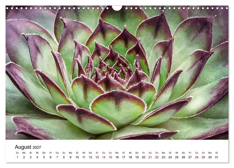Produktbild: Sukkulenten Galerie (Wandkalender 2027 DIN A3 quer), CALVENDO Monatskalender