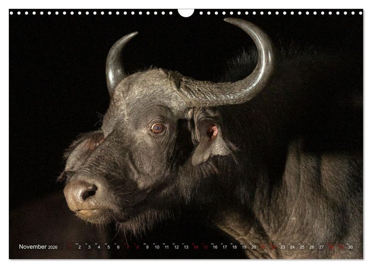 Produktbild: S&uuml;dafrika wunderbare Tierwelt (Wandkalender 2026 DIN A3 quer), CALVENDO Monatskalender