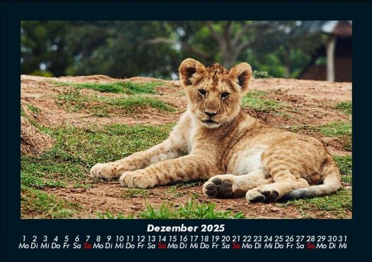 Produktbild: L&ouml;wen in der Wildnis 2025 Fotokalender DIN A5