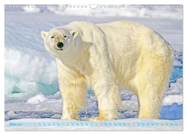 Produktbild: Eisb&auml;ren: Lebensk&uuml;nstler im Eis (Wandkalender 2026 DIN A3 quer), CALVENDO Monatskalender