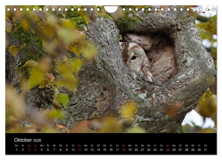 Produktbild: Waldk&auml;uze, fotografiert in M&uuml;nchen (Wandkalender 2026 DIN A4 quer), CALVENDO Monatskalender