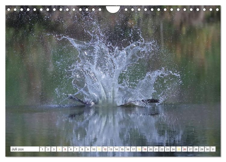 Produktbild: Fischadler - Meister des Sturzfluges (Wandkalender 2026 DIN A4 quer), CALVENDO Monatskalender