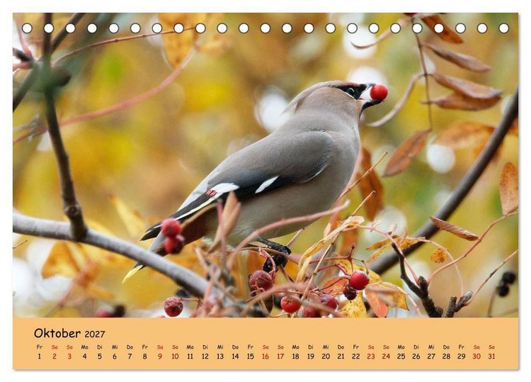 Produktbild: Faszination Zugv&ouml;gel - Rekorde in der Vogelwelt (Tischkalender 2027 DIN A5 quer), CALVENDO Monatskalender