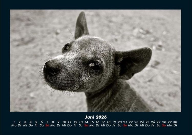 Produktbild: Welpen 2026 Fotokalender DIN A4