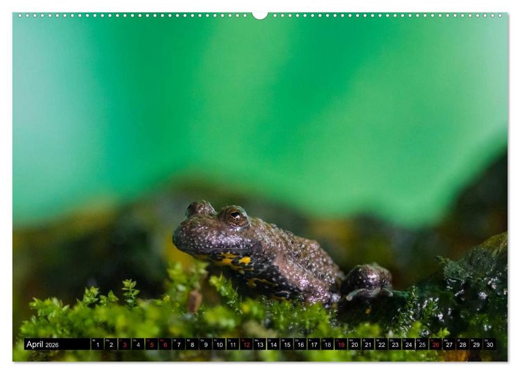 Produktbild: Salamander und Co. (hochwertiger Premium Wandkalender 2026 DIN A2 quer), Kunstdruck in Hochglanz