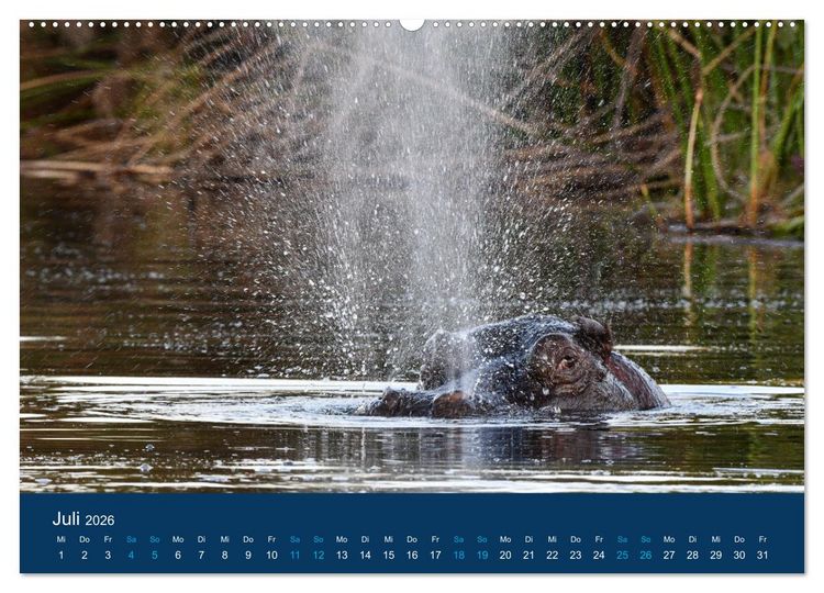 Produktbild: Nilpferde, Kolosse in Afrika (Wandkalender 2026 DIN A2 quer), CALVENDO Monatskalender