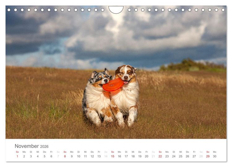Produktbild: Australian Shepherd 2026 (Wandkalender 2026 DIN A4 quer), CALVENDO Monatskalender