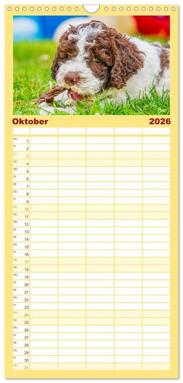 Produktbild: Familienplaner 2026 - Lagotto Romagnolo - der Tr&uuml;ffelhund Italiens mit 5 Spalten (Wandkalender, 21 x 45 cm) CALVENDO