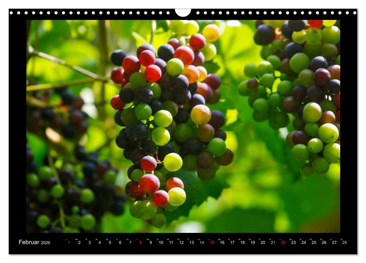 Produktbild: Wein (Wandkalender 2026 DIN A3 quer), CALVENDO Monatskalender