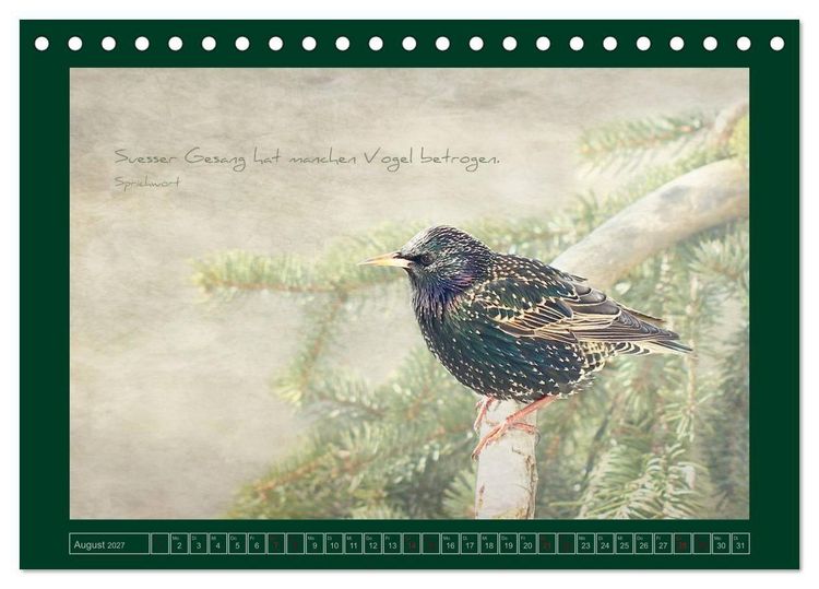 Produktbild: Stare und Weisheiten (Tischkalender 2027 DIN A5 quer), CALVENDO Monatskalender