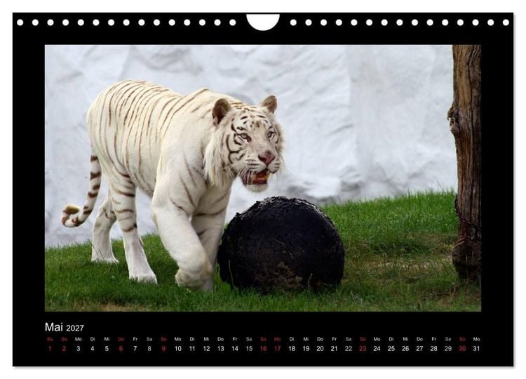 Produktbild: Welt der Katzen - Tiger (Wandkalender 2027 DIN A4 quer), CALVENDO Monatskalender