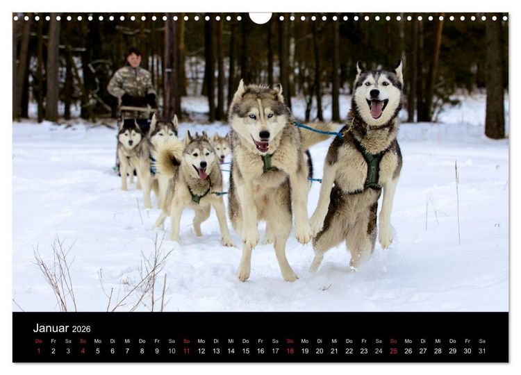 Produktbild: Huskys (Wandkalender 2026 DIN A3 quer), CALVENDO Monatskalender