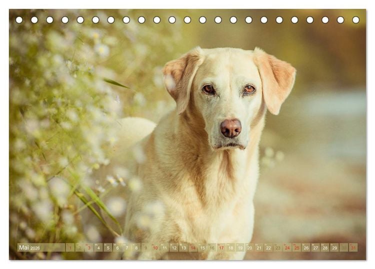 Produktbild: Faszination Labrador - gelb, foxred, schwarz (Tischkalender 2026 DIN A5 quer), CALVENDO Monatskalender