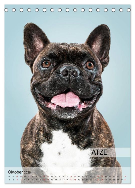 Produktbild: Hundekalender - Hunderassen im Portrait (Tischkalender 2026 DIN A5 hoch), CALVENDO Monatskalender