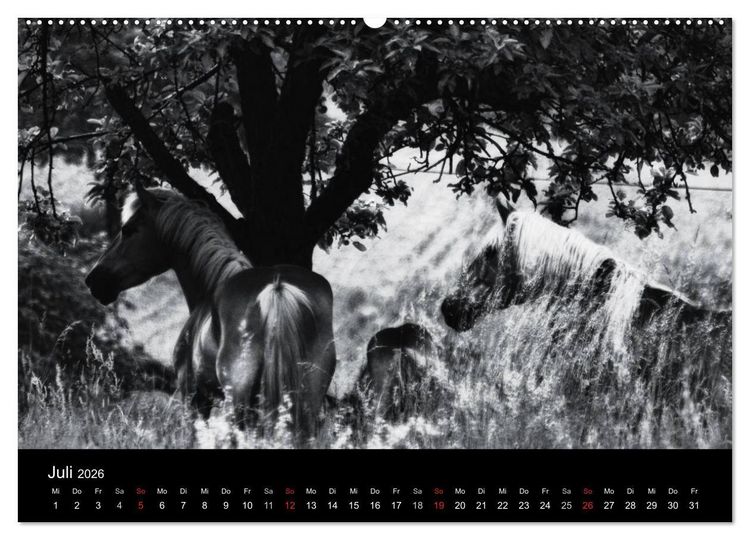 Produktbild: Pferde 2026 Wild Thing (Wandkalender 2026 DIN A2 quer), CALVENDO Monatskalender