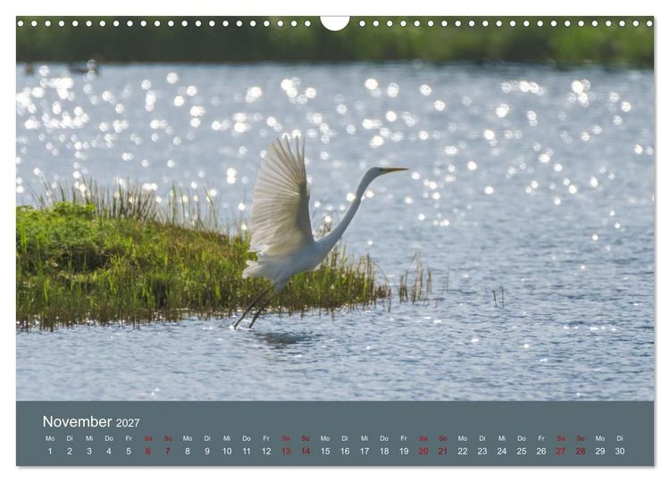 Produktbild: Reiher in der Elbmarsch (Wandkalender 2027 DIN A3 quer), CALVENDO Monatskalender