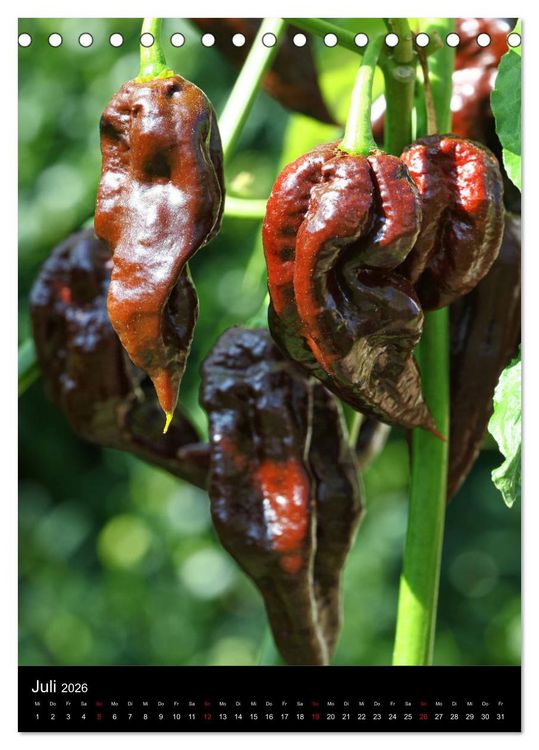 Produktbild: Chilis - H&ouml;llisch scharfe Fr&uuml;chtchen (Tischkalender 2026 DIN A5 hoch), CALVENDO Monatskalender