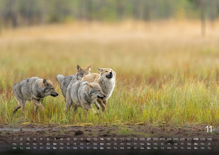 Produktbild: Wolf &ndash; Im Schatten des Waldes - 2027 - Kalender DIN A3