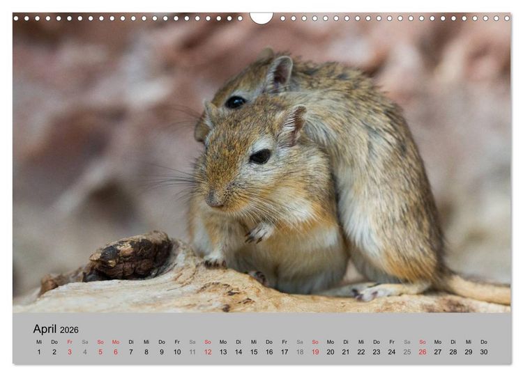 Produktbild: Mausebande (Wandkalender 2026 DIN A3 quer), CALVENDO Monatskalender