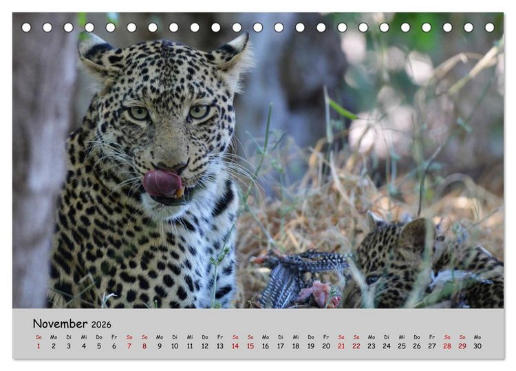 Produktbild: Leoparden - gro&szlig; und klein (Tischkalender 2026 DIN A5 quer), CALVENDO Monatskalender