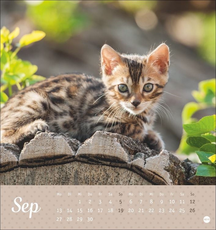 Produktbild: Katzen Postkartenkalender Kleine Tiger 2027