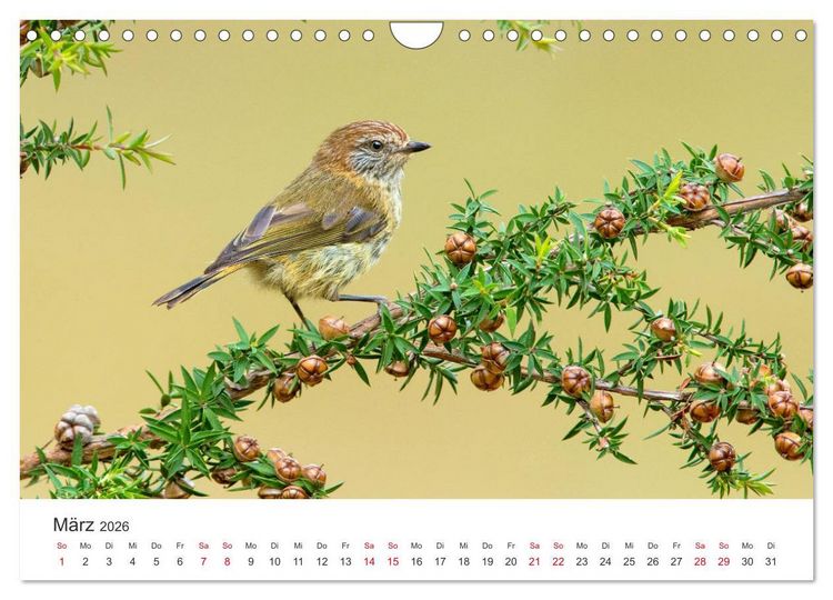 Produktbild: Singv&ouml;gel aus Australien (Wandkalender 2026 DIN A4 quer), CALVENDO Monatskalender