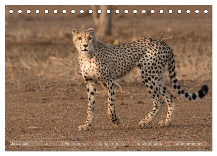 Produktbild: Geparden - Die Sch&ouml;nheiten Afrikas (Tischkalender 2026 DIN A5 quer), CALVENDO Monatskalender