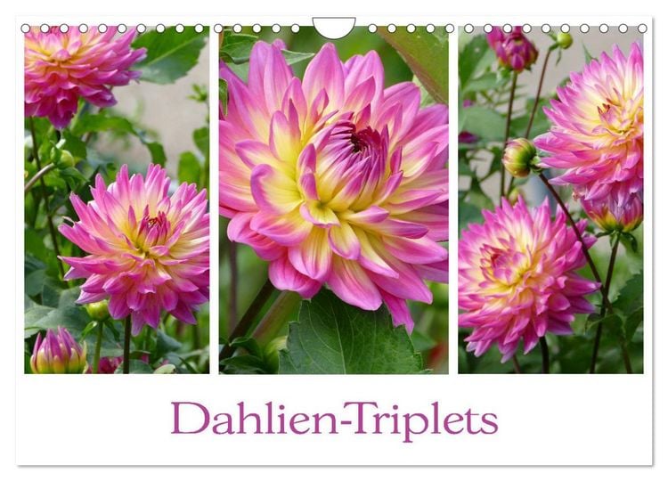 Produktbild: Dahlien-Triplets (Wandkalender 2026 DIN A4 quer), CALVENDO Monatskalender