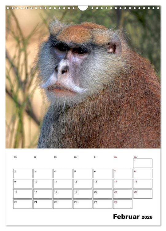 Produktbild: Augenblick der Affen 2026 (Wandkalender 2026 DIN A3 hoch), CALVENDO Monatskalender