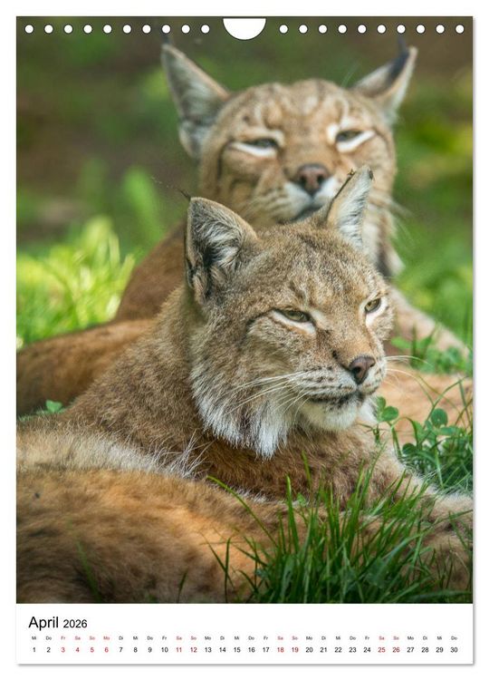 Produktbild: Der eurasische Luchs (Wandkalender 2026 DIN A4 hoch), CALVENDO Monatskalender