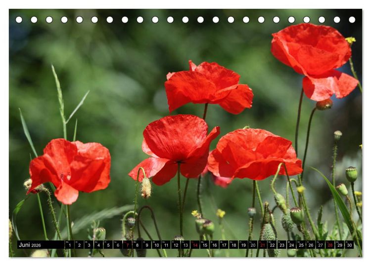 Produktbild: Mohnblumen (Tischkalender 2026 DIN A5 quer), CALVENDO Monatskalender