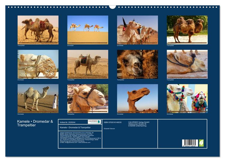 Produktbild: Kamele &bull; Dromedar & Trampeltier (Wandkalender 2026 DIN A2 quer), CALVENDO Monatskalender
