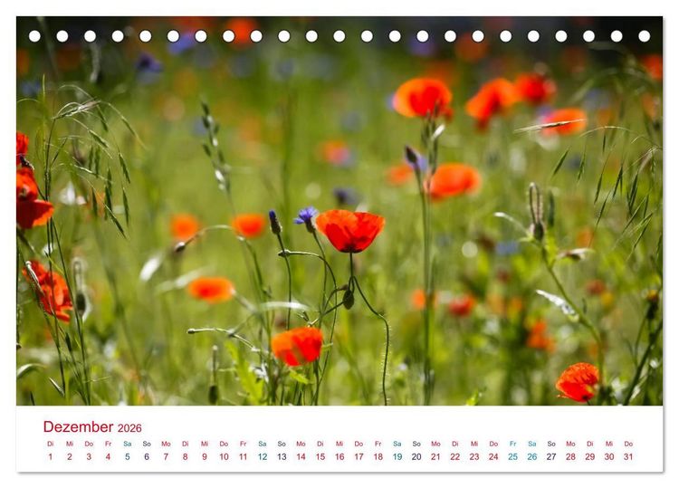 Produktbild: Mohnblumen (Tischkalender 2026 DIN A5 quer), CALVENDO Monatskalender