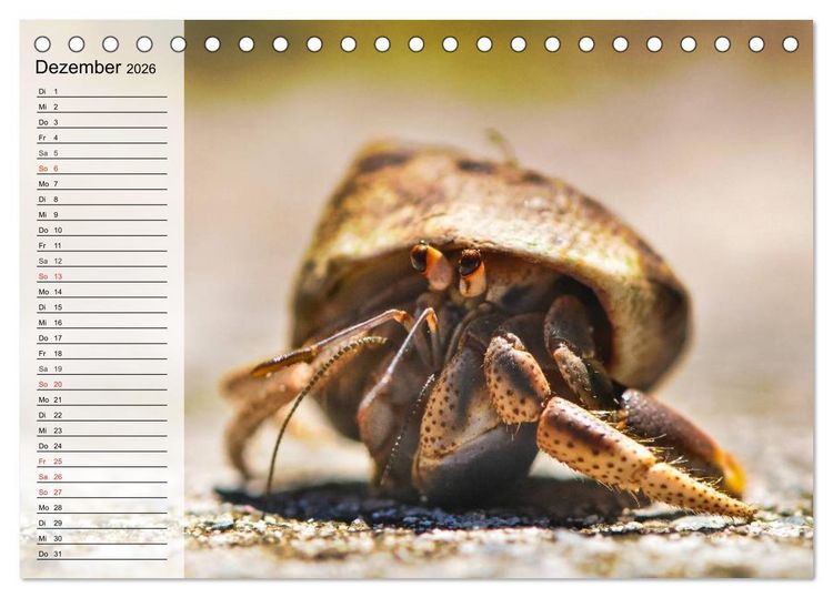 Produktbild: Krabben. Witzige Monster (Tischkalender 2026 DIN A5 quer), CALVENDO Monatskalender