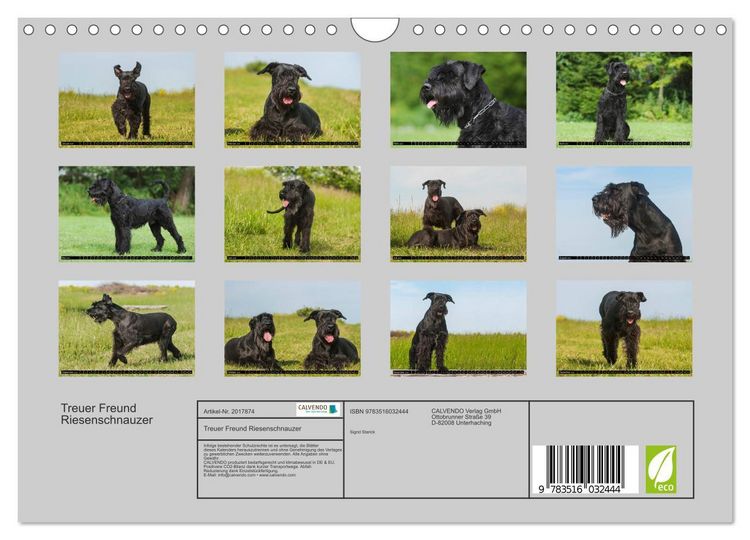 Produktbild: Treuer Freund Riesenschnauzer (Wandkalender 2026 DIN A4 quer), CALVENDO Monatskalender