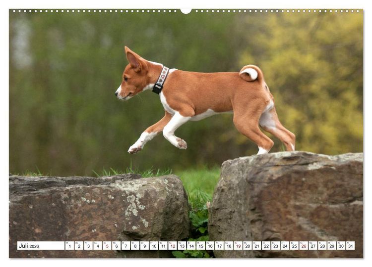 Produktbild: Wunderbare Basenji Welpenzeit (hochwertiger Premium Wandkalender 2026 DIN A2 quer), Kunstdruck in Hochglanz