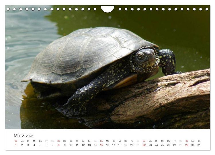 Produktbild: Das Leben der Reptilien (Wandkalender 2026 DIN A4 quer), CALVENDO Monatskalender