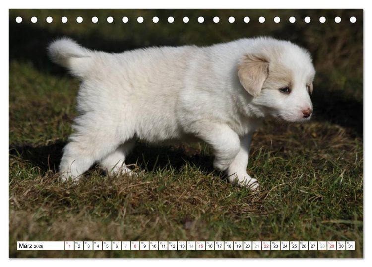 Produktbild: Border Collie Welpen (Tischkalender 2026 DIN A5 quer), CALVENDO Monatskalender