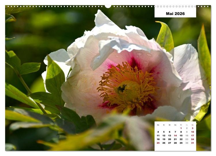 Produktbild: Zauber der P&auml;onien-Bl&uuml;te (hochwertiger Premium Wandkalender 2026 DIN A2 quer), Kunstdruck in Hochglanz