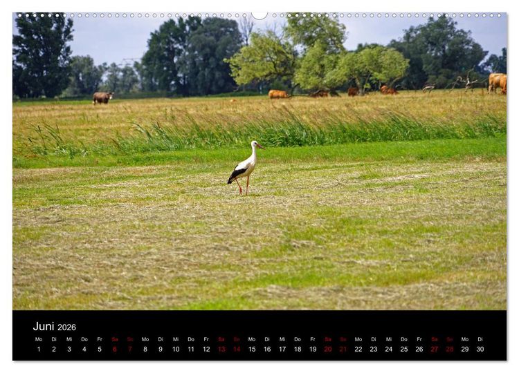 Produktbild: Elberadweg Coswig (Anhalt) (hochwertiger Premium Wandkalender 2026 DIN A2 quer), Kunstdruck in Hochglanz