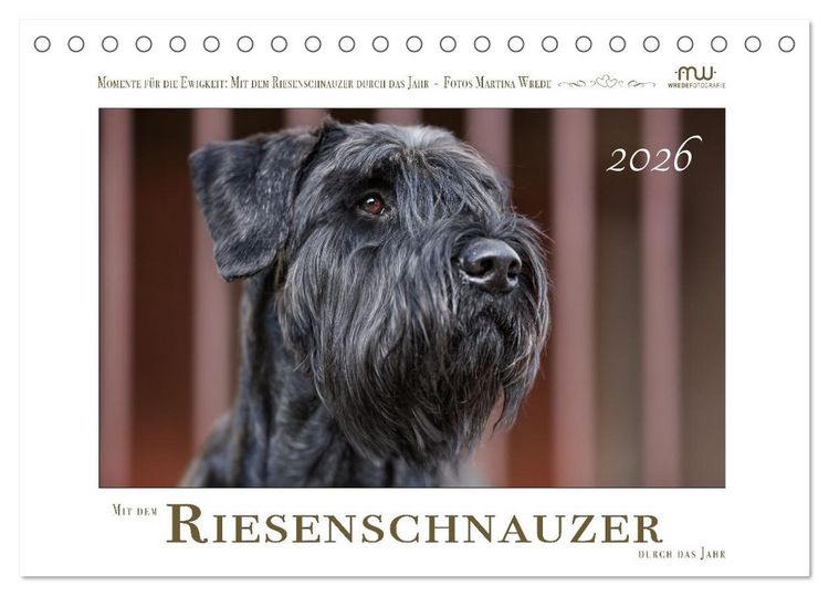 Produktbild: Mit dem Riesenschnauzer durch das Jahr (Tischkalender 2026 DIN A5 quer), CALVENDO Monatskalender