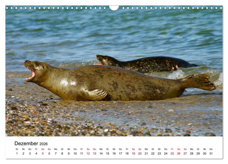 Produktbild: HELGOLAND: Nordseeinsel, sch&ouml;ner Ferienort (Wandkalender 2026 DIN A3 quer), CALVENDO Monatskalender