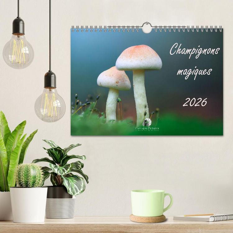 Produktbild: Champignons magiques (Calendrier mural 2027 DIN A4 vertical), CALVENDO calendrier mensuel