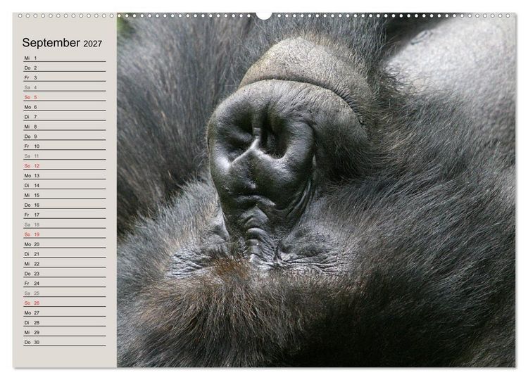 Produktbild: Berggorillas - die sanften Riesen (Wandkalender 2027 DIN A2 quer), CALVENDO Monatskalender