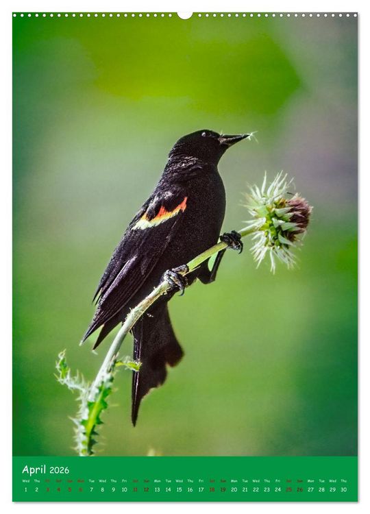 Produktbild: Our wild nature, American birds (High Quality Premium Wall Calendar 2026 DIN A2 portrait),CALVENDO 12 Month Wall Calendar