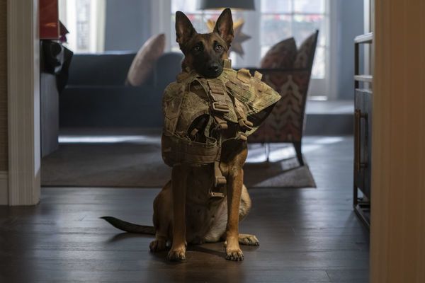 Produktbild: Dog - Das Gl&uuml;ck hat vier Pfoten